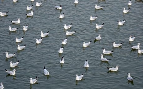 gull-3130047_640