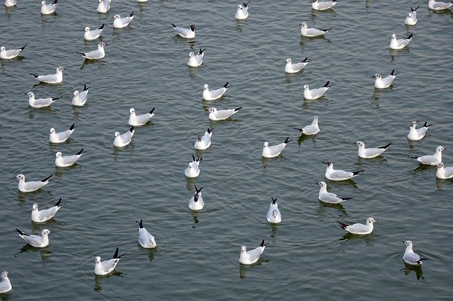 gull-3130047_640